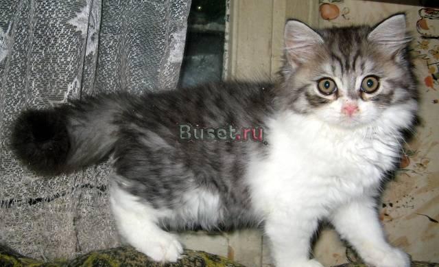 Шотландский котик -пушистое очарование Томми Москва