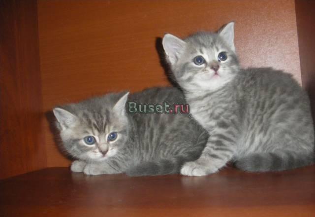 Британская кошечка и шотландский котик Москва
