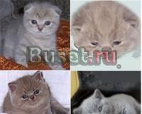 Выставка котят разных пород Москва