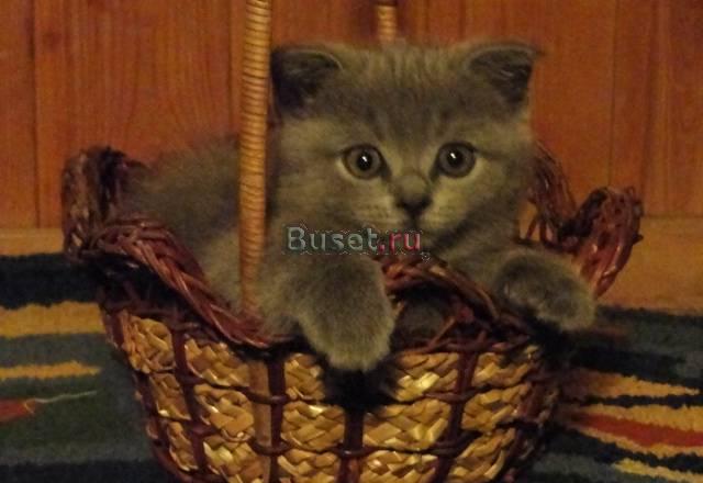Британские голубые котята Москва