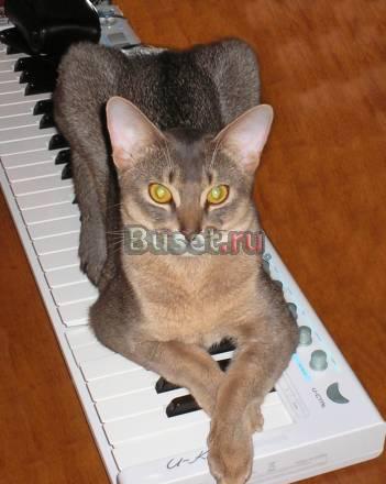 Кот на вязку Нижний Новгород
