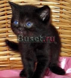 Британские черные клубные котята Москва