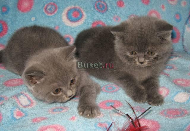 Замечательные британские котята Москва