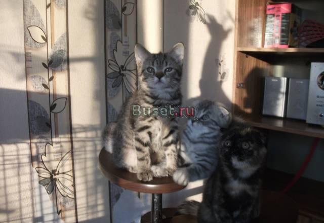 Шотландская кошечка недорого Тюмень