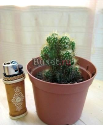 Цереус перуанский (скалистая форма) Москва