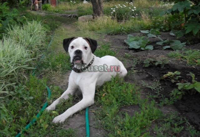 Боксёр приглашает на вязки Саратов