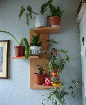 Цветочки по 100руб Санкт-Петербург