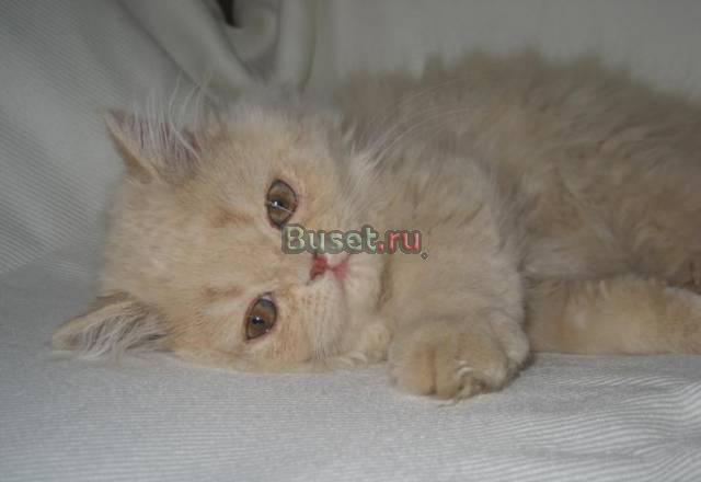 Персидский котенок Москва