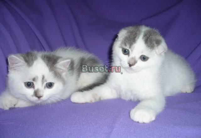 Вислоухие котята Москва