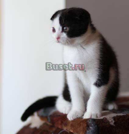 Шотландские котята Москва