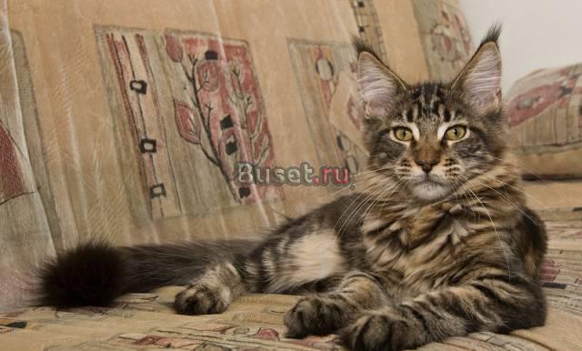 Мейн кун котята Москва