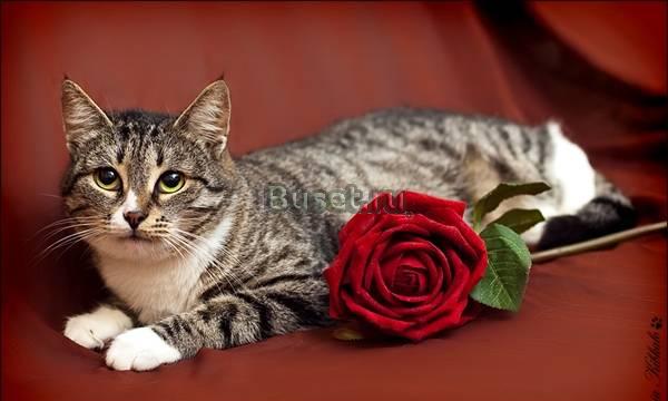 Сима - мягкая и доверчивая Москва