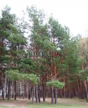 Участок 11 соток в 250 метрах от реки Ока Москва