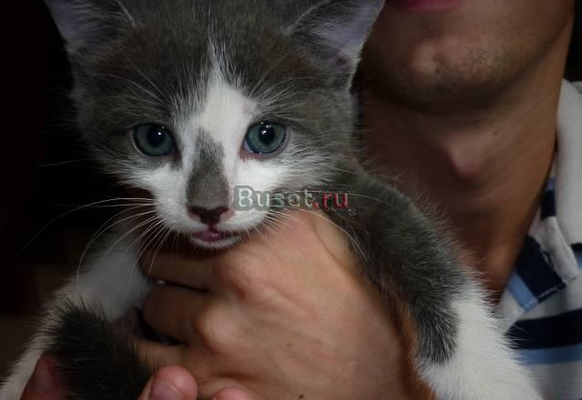 Малыши 1,5 мес от русской голубой и сибирякадаром Москва
