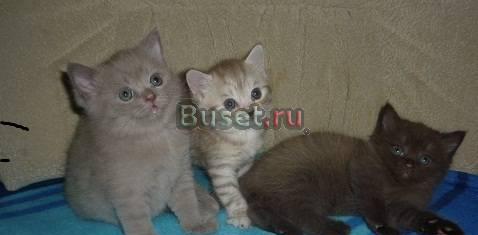 Продаются не дорого британские плюшевые котята Балашиха