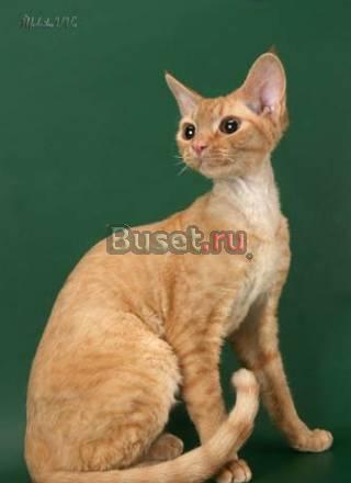 Котята девон рекс - американские линии Москва