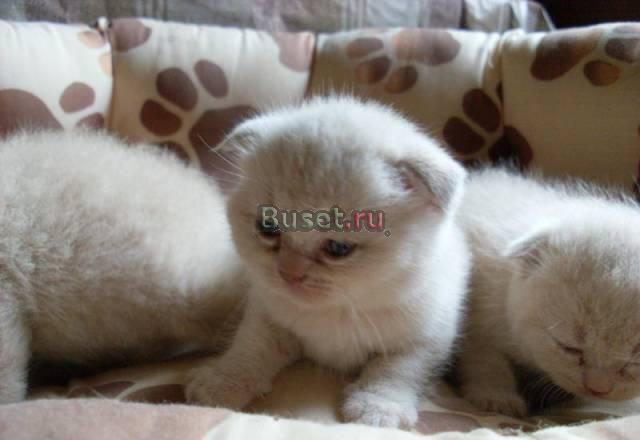 Шотландские вислоухие кремовые котята Москва