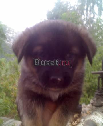 Щенки ищут дом (в дар) Нижний Новгород