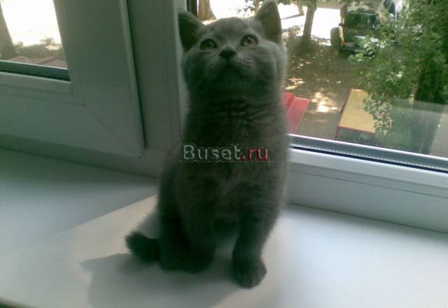 Продам британского котёнка Краснодар