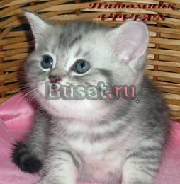 Британские клубные котята вискас из vivian Москва