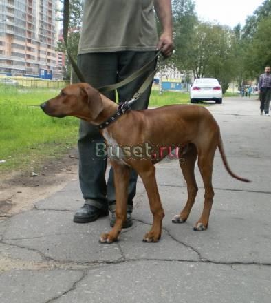 Родезийский риджбек Санкт-Петербург