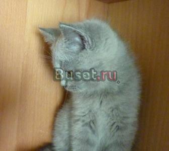 Изумительная кошечка британки Москва