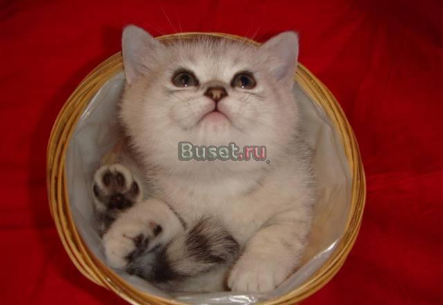 Британские котики - чудо в вашем доме Москва