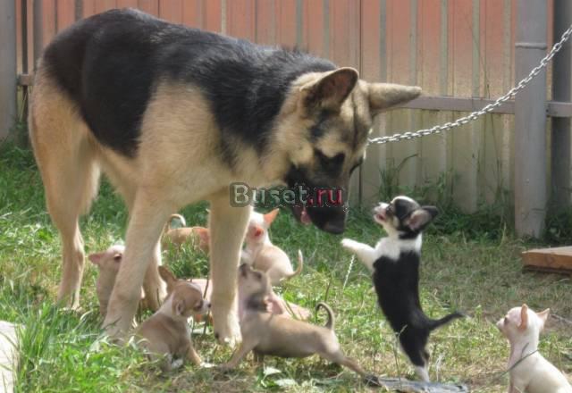 Чихуахуа мальчики и девочки Москва