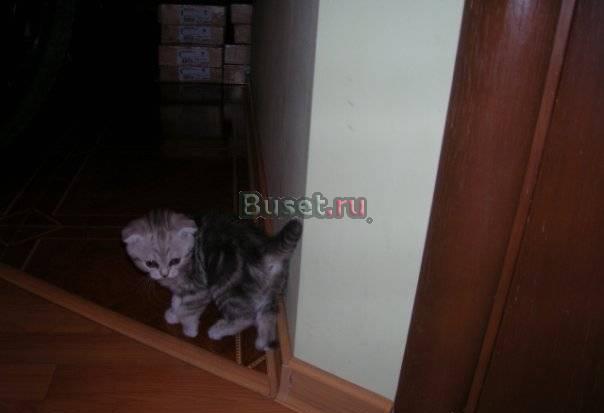 Шотландский вислоухий котёнок Тюмень