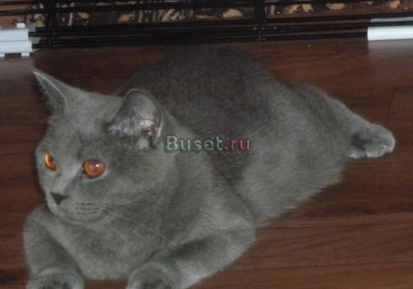 Британская голубая кошка Липецк