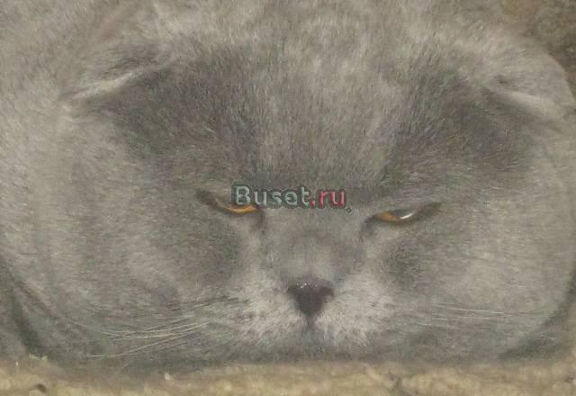 Шотландский вислоухий кот, вязка Москва