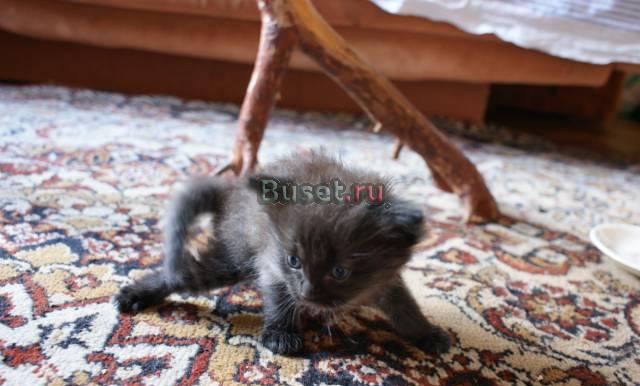 Котята черного цвета Москва