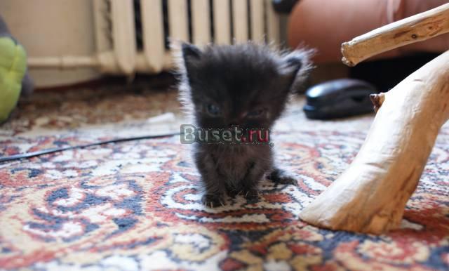 Черный котенок остался без мамы Москва