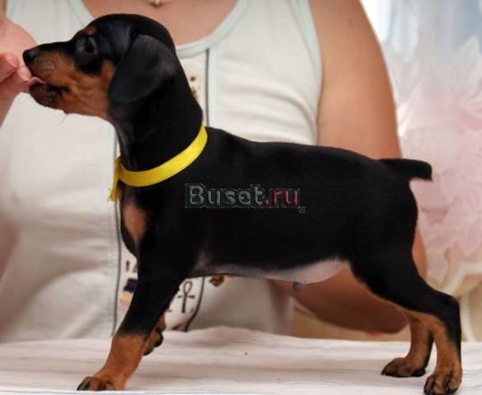 Цвергпинчер щенки продаем Екатеринбург