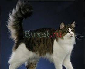 Самая добрая кошка Волгоград