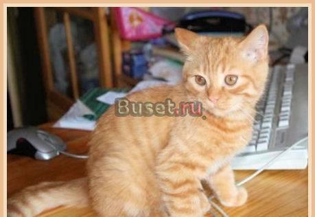 Выставка и продажа котят Москва