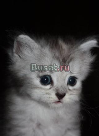 Продам 2-х персидских котят Санкт-Петербург