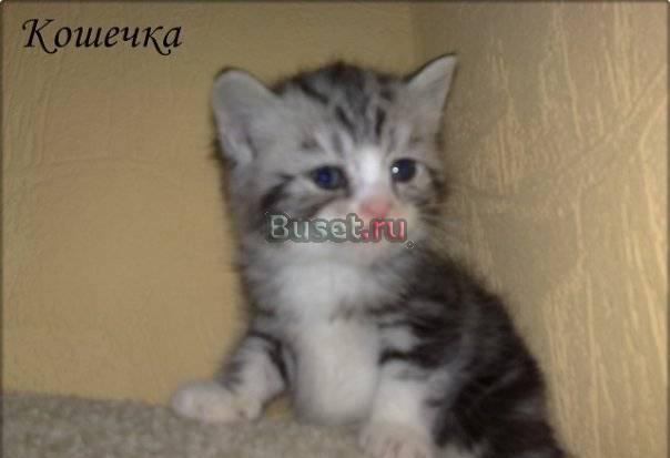 Шотландские (страйт) котята Санкт-Петербург