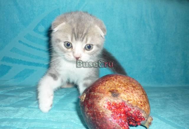 Шотландские вислоухие котята Санкт-Петербург