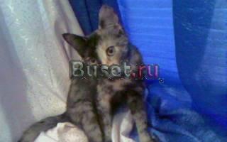 Кошка без аллергии Волгоград