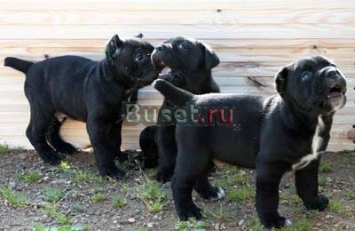 Продажа щенков Кане Корсо Шоу и брид класса Долгопрудный
