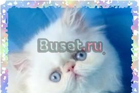 Персидский котенок гималайского окраса Москва