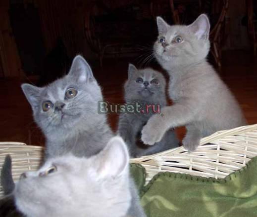 Настоящие британские котята Москва