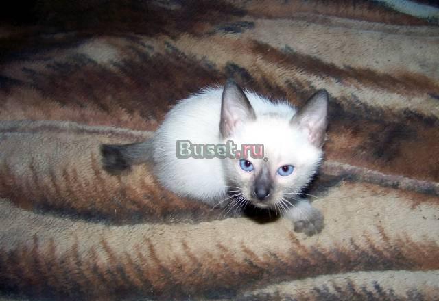 Котик меконгского бобтейла Коломна