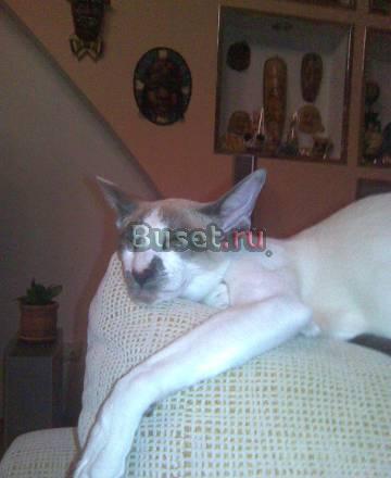 Вязка с котом Екатеринбург