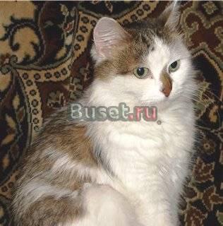 Белое чудо с крапинками в самые лучшие руки Санкт-Петербург