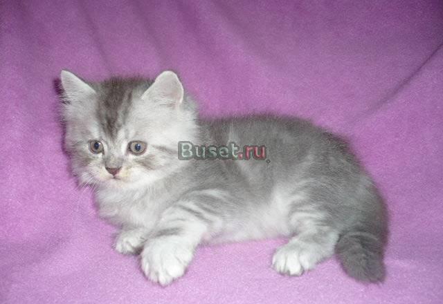 Хайленд страйт котик 1.5мес Москва