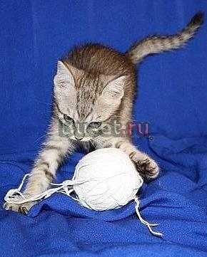 Котенок в добрые руки Санкт-Петербург