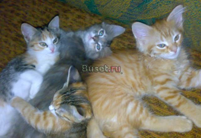 Отдам котят в добрые руки Электросталь
