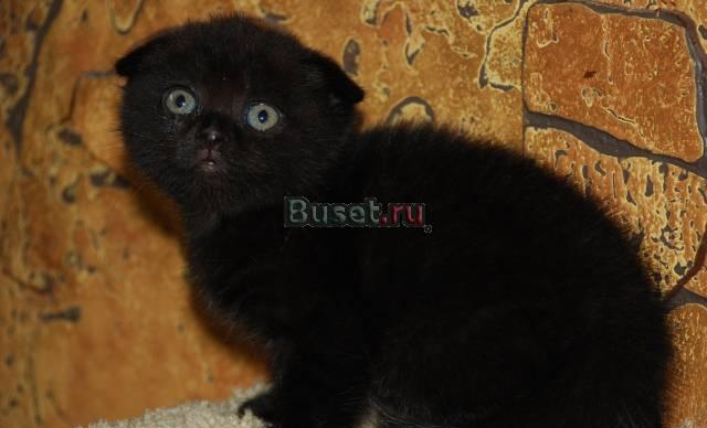 Шотландская вислоухая девочка (умка), 1,5 ме Москва